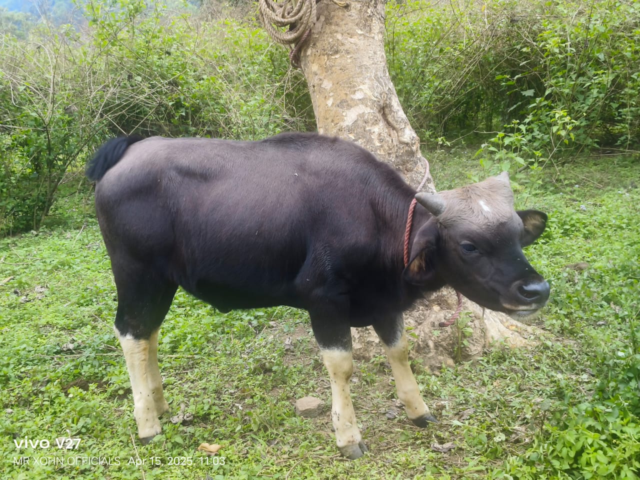 Mithun