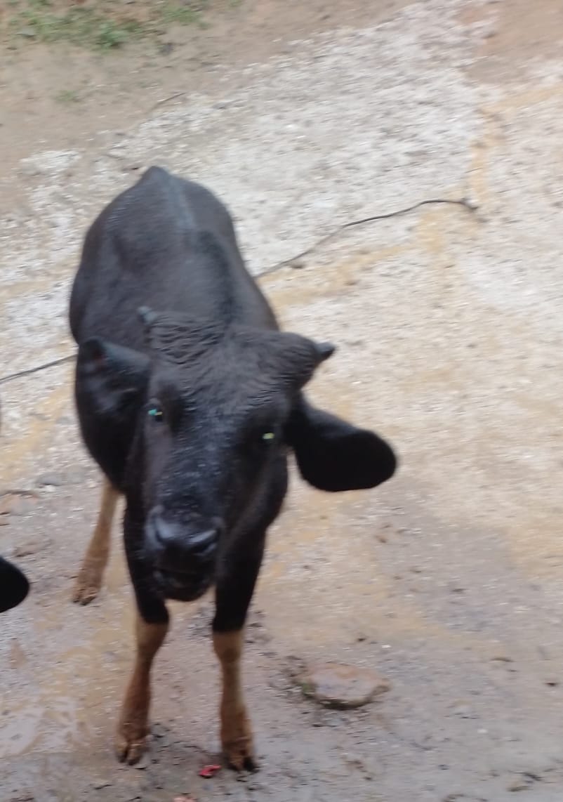 Mithun